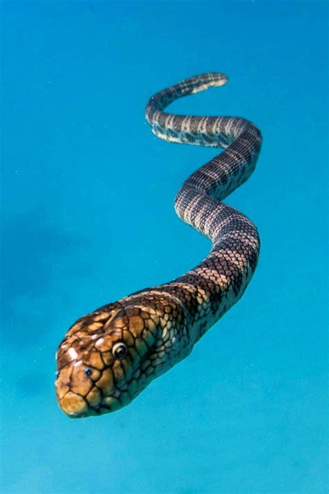 Bdo deniz yılanı